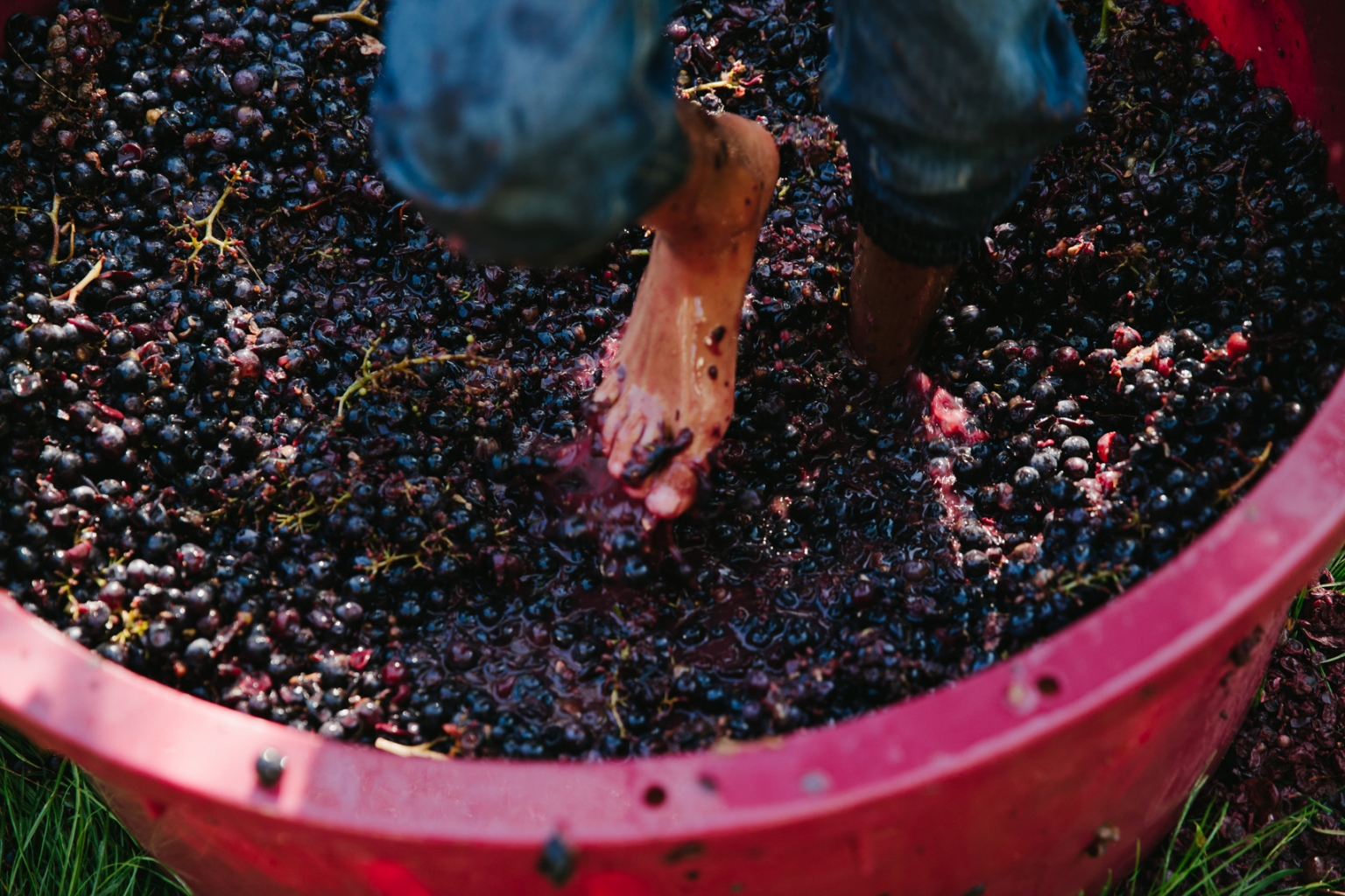 Lifestyle Image by Farhad Samari of feet stamping grapes in a barrel to make wine
